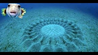 Puffer Fish carves crop circles in Amami Oshima [upl. by Ahsla]