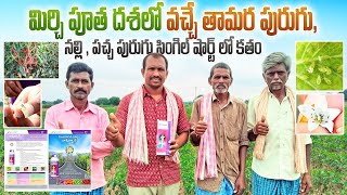 godrej rashinban uses in mirchimitestrips control in mirchi పూత సమయం అంటే రాషిన్ బాన్ సమయం [upl. by Suirtimid148]