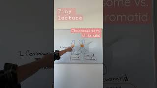 Chromosome vs chromatid  TEAS 7 Biology  the cell cycle  Mitosis [upl. by Collis]