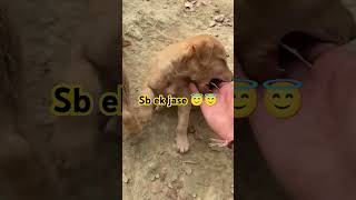 Sb ek jase doglover tending animallover please like share amp subscribe my channel [upl. by Hartley]