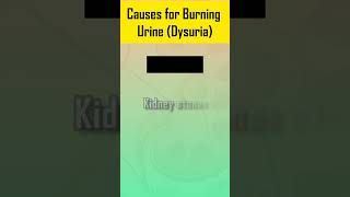 Causes for Burning Urine  Dysuria [upl. by Atinaej]