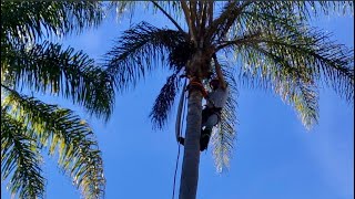 How to climb and trim your own palm tree [upl. by Novart]