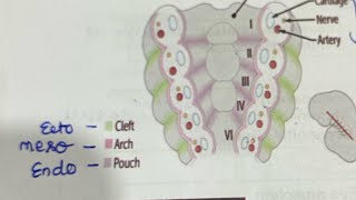 pharyngeal arches made easy [upl. by Ojadnama]