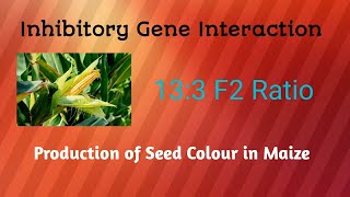 Inhibitory gene interaction [upl. by Yejus]