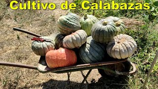 Cultivo de calabaza en huerto orgánico [upl. by Yerdna]