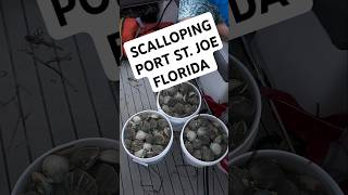 BAY SCALLOPING IN PORT ST JOE FLORIDA ST JOE BAY [upl. by Lyrred328]