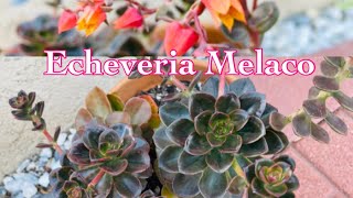 Echeveria Melaco Propagation [upl. by Nnagrom]