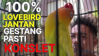 PAHAMI INI SEMUA BISA PUNYA LOVEBIRD KONSLET [upl. by Ahsenar]