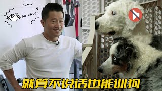 牧羊犬沒有聽力無法訓練，訓犬師卻一句話不說完成教育，這就叫專業 [upl. by Nadean]