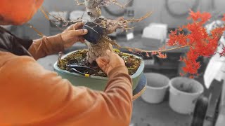 Oyakata’s Teaching – How to Graft Maple Branches Properly [upl. by Nahtnanhoj791]