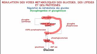 Régulation du métabolisme du glycogéne [upl. by Larok101]