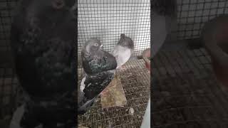 Gaditano breeding pair for sale91 98463 43913 pigeonkannur1322 pigeon tranding [upl. by Oirevlis]