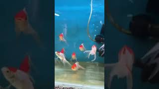 Red cap goldfish ❤ youtubeshorts aquariumfish redcapgoldfish aquariuminfo [upl. by Eduino]