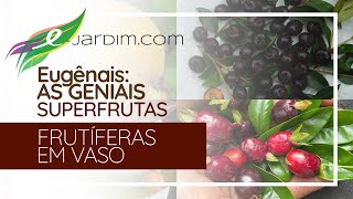 Eugênias  AS GENIAIS Superfrutas e Suas 9 Seções  Frutíferas em Vasos [upl. by Hcirdeirf172]