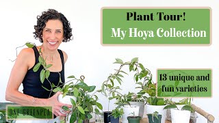 Hoya houseplant tour 13 varieties ranging from common to rare [upl. by Eilhsa]