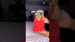 Diva puppy poodle toypoodle shorts dancechallenge viral trending [upl. by Nakeber]