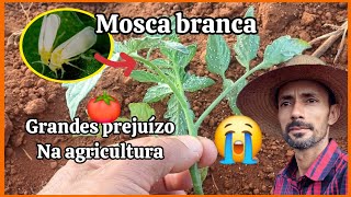 Mosca branca responsável por grandes perdas na agricultura [upl. by Macrae]