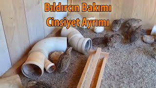 Bıldırcın bakımı ve cinsiyet ayrımı [upl. by Akirdnuhs980]