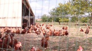 Supervision dun bâtiment poules pondeuses [upl. by Ideih343]