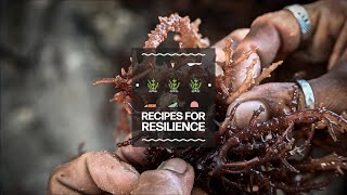 Seaweed solutions  Recipes for resilience  RCRC magazine [upl. by Uticas]