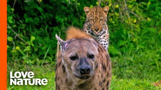 Do Leopards Eat Hyenas  Love Nature [upl. by Ingaborg]