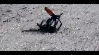 Picture Moment giant wasp Won fight with Tarantula [upl. by Eicrad]