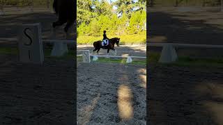 Towerview Theo  Clydesdale Stallion  Dressage Second Level Test 1 Sept 2021 [upl. by Ridglea]