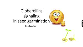 gibberellin signaling in seed germination [upl. by Attey]