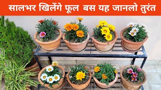 सालभर खिलेंगे फूल ही फूल बस यह जानलो तुरंत  Gazania flowers summer care [upl. by Ahset784]