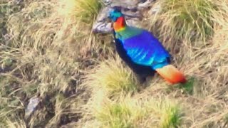 Himalayan Monal Male Bird  4 [upl. by Arnelle]