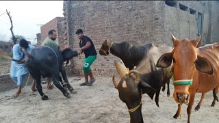 Qurbani on the second day of Eid ulAzha Saqlain Rajpoot [upl. by Haibot]