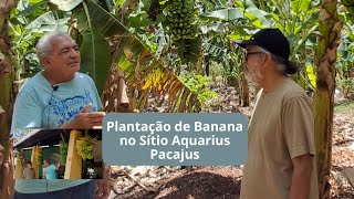 Plantação de Banana no Sítio Aquarius Pacajus [upl. by Enneyehs]