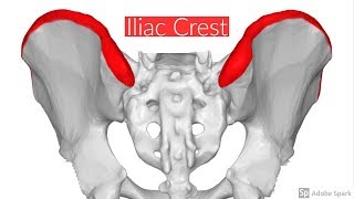 Iliac crest [upl. by Gaile]