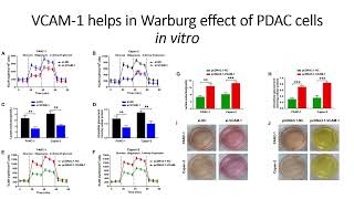 VCAM1 modulates Warburg effect of PDAC cells in vitro Code 668 [upl. by Atinrahs880]