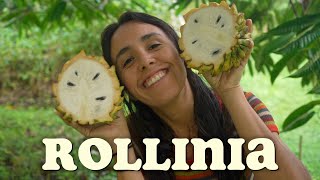 Rollinia  Answering All of Your Most Pressing Questions [upl. by Merideth]