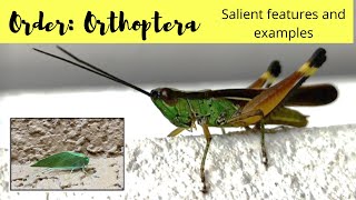 Order Orthoptera  Salient features and examples [upl. by Gilda841]