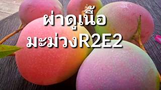 ผ่าดูเนื้อมะม่วงอาร์ทูอีทู R2E2 mango EP17 [upl. by Laural]