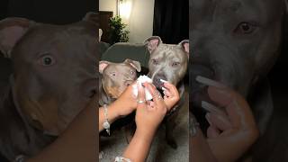 Dog Grooming ASMR 🐾🧼 bath doggrooming puppy dogbath asmr viral satisfying shorts pitbull [upl. by Cazzie]