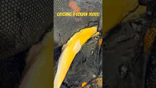 Catching a Golden trout in Scotland trout troutfishing flyfishing flyfishingtiktok lurefishing [upl. by Artemus]