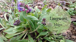 The Magic of Lungwort [upl. by Sugihara256]