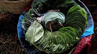 KOLKATA BETEL LEAF 📞9593156807 TOP QUALITY KWA MANA  MEETHA PAAN BIDA WHOLESALE  मीठा पान होलसेल [upl. by Cuttler]