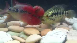 SRD Flowerhorn Vs Jaguar Cichlid [upl. by Lewison]