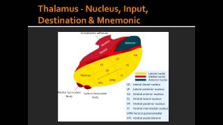 Thalamus  Nucleus Input Destination amp Mnemonic [upl. by Oicnerolf]