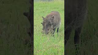 Warthogs sleep in underground burrows to keep themselves safe from predators [upl. by Eugatnom]