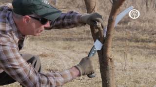 Ask an Arborist The ABCs of Pruning [upl. by Delsman]