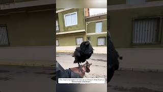 This man managed to rescue a crow in time from a fierce hawk and then animalshorts [upl. by Elleahcim]