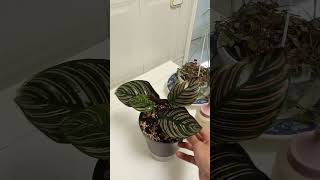 Renacer de mi Calathea Ornata jardines calatheaplant jardinfeliz [upl. by Ardnuaed463]