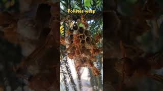 Polistes  Paper wasp Kombavilai wildlife Kanyakumari [upl. by Oreves]