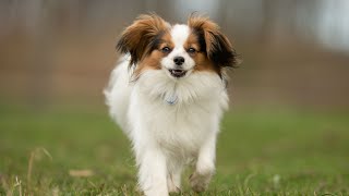 How to groom a Cavalier King Charles Spaniel for show [upl. by Dorraj]