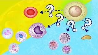 Hemopoiesis  Hematopoiesis  How Blood is Made [upl. by Even]